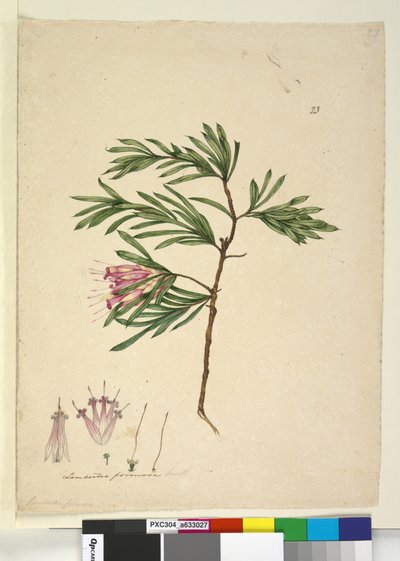 Página 23. Lambertia formosa, c.1803-06 (wc, caneta, tinta e lápis) de John William Lewin
