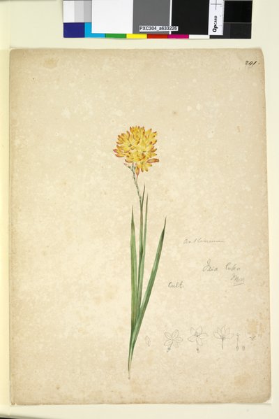 Pág. 241. Ixia lutea, c.1803-06 (wc, caneta, tinta e lápis) de John William Lewin