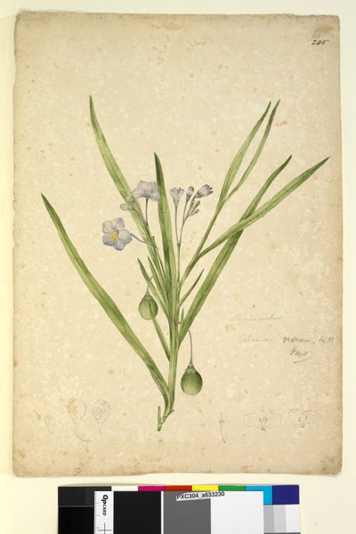 Página 245. Solanum vescum, c.1803-06 (wc, caneta, tinta e lápis) de John William Lewin