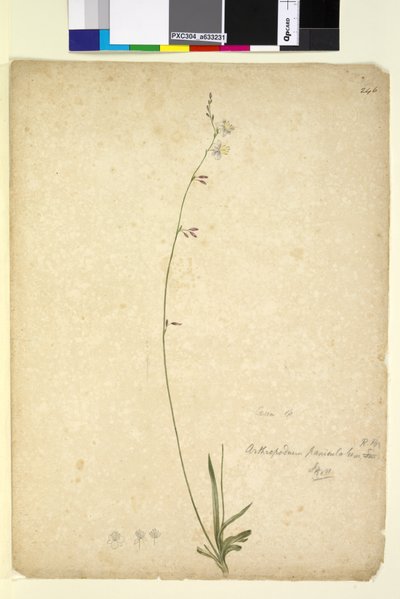 Página 246. Arthropodium paniculatum, c.1803-06 (wc, caneta, tinta e lápis) de John William Lewin