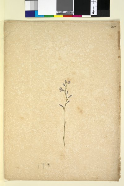 Página 250. Planta não identificada, c.1803-06 (wc, caneta, tinta e lápis) de John William Lewin