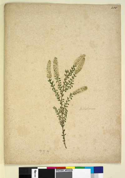 Página 255. Melaleuca, c.1803-06 (wc, caneta, tinta e lápis) de John William Lewin