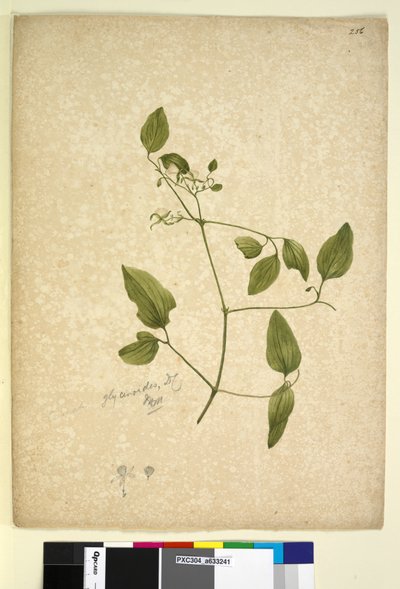Página 256. Clematis glycinóides, c.1803-06 (wc, caneta, tinta e lápis) de John William Lewin