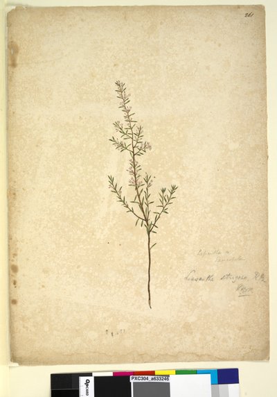 Página 261. Lissanthe strigosa, c.1803-06 (wc, caneta, tinta e lápis) de John William Lewin