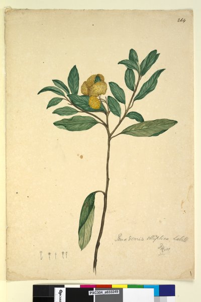 Página 264. Pomaderris elliptica, c.1803-06 (wc, caneta, tinta e lápis) de John William Lewin