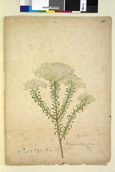 Página 268. Helichrysum diosmifolium Ozothamnus diosmifolius, c.1803-06 (wc, caneta, tinta e lápis) de John William Lewin
