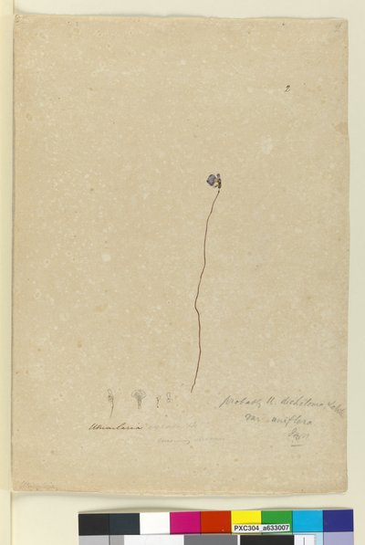 Página 2. Dichotoma de Utricularia, c.1803-06 (wc, caneta, tinta e lápis) de John William Lewin