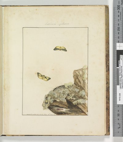 Página 39. Placa 10 Lithosa Replana, 1803-04 (gravuras gravuras coloridas à mão) de John William Lewin