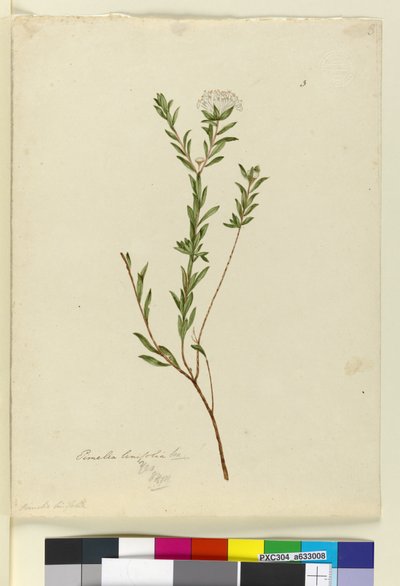 Página 3. Pimelea linifolia, c.1803-06 (wc, caneta, tinta e lápis) de John William Lewin
