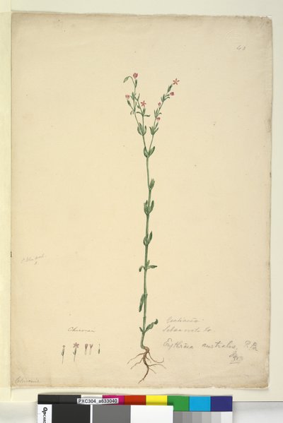 Página 40. Erythraea australis, c.1803-06 (wc, caneta, tinta e lápis) de John William Lewin