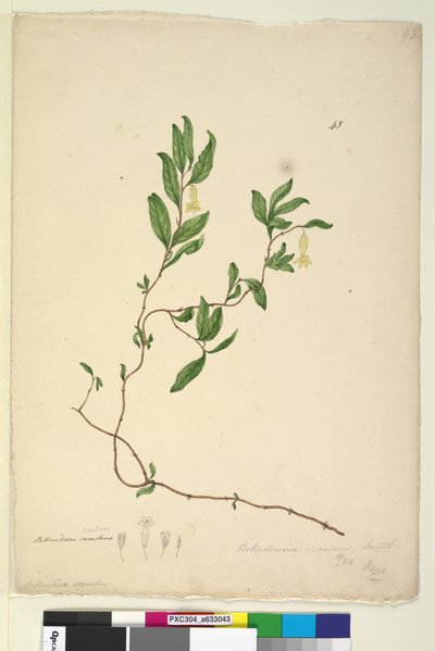 Página 43. Billardiera scandens, c.1803-06 (wc, caneta, tinta e lápis) de John William Lewin