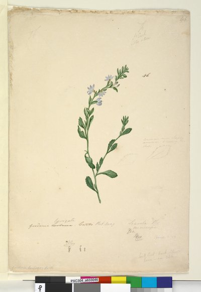 Página 46. Goodenia laevigata, c.1803-06 (wc, caneta, tinta e lápis) de John William Lewin