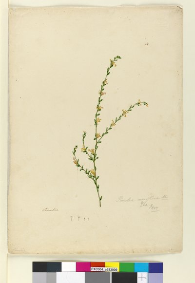 Página 4. Pimelea curviflora, c.1803-06 (wc, caneta, tinta e lápis) de John William Lewin