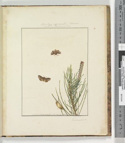 Página 51. Placa 13 Bombyx Exposita Lewin aliada a ..., 1803-04 (gravuras coloridas à mão) de John William Lewin