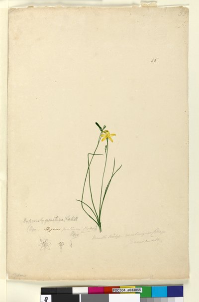 Página 55. Hypoxis hygrometrica, c.1803-06 (wc, caneta, tinta e lápis) de John William Lewin