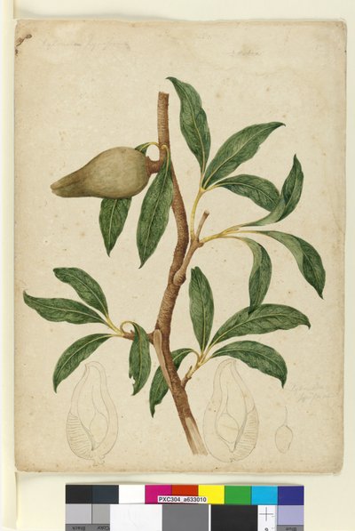 Página 5. Xylomelum pyriforme, c.1803-06 (wc, caneta, tinta e lápis) de John William Lewin
