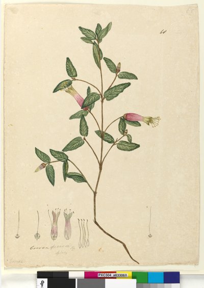 Página 68. Correa speciosa, c.1803-06 (wc, caneta, tinta e lápis) de John William Lewin