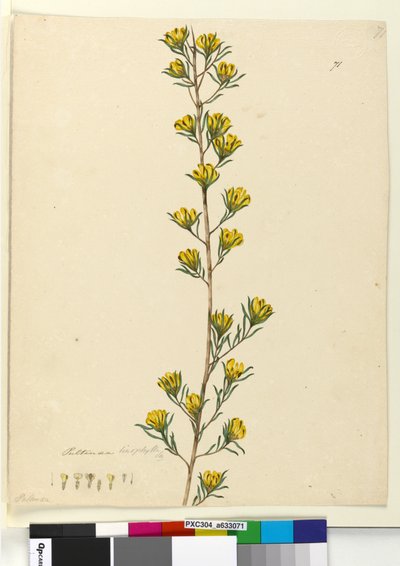Página 71. Pultenaea linophylla, c.1803-06 (wc, caneta, tinta e lápis) de John William Lewin