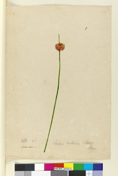Página 7. Scirpus nodosus, c.1803-06 (wc, caneta, tinta e lápis) de John William Lewin
