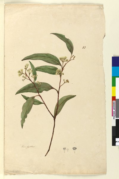 Página 83. Eucalipto, c.1803-06 (wc, caneta, tinta e lápis) de John William Lewin