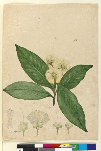 Página 85. Angophora intermedia, c.1803-06 (wc, caneta, tinta e lápis) de John William Lewin