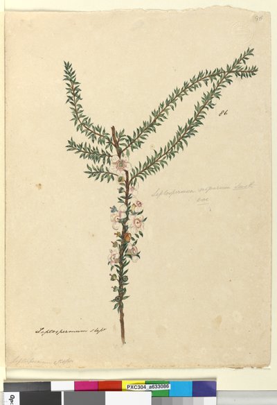 Página 86. Leptospermum scoparium, c.1803-06 (wc, caneta, tinta e lápis) de John William Lewin