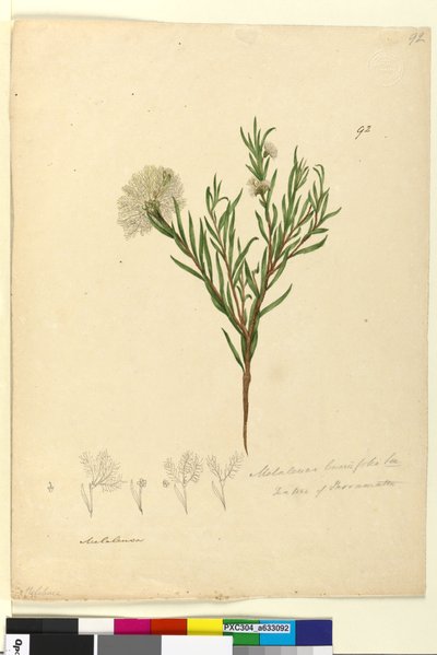Página 92. Melaleuca linariifolia, c.1803-06 (wc, caneta, tinta e lápis) de John William Lewin