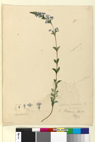 Página 97. Euphrasia paludosa, c.1803-06 (wc, caneta, tinta e lápis) de John William Lewin