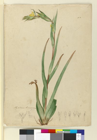 eu. Phylidrum lanuginosum, c.1803-06 (wc, caneta, tinta e lápis) de John William Lewin