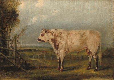 Um Young Bull, c. 1849. de John Woodhouse Audubon