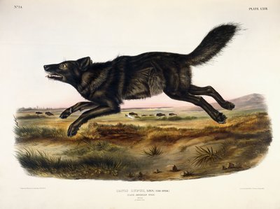 Lobo americano preto, macho, 1845 de John Woodhouse Audubon