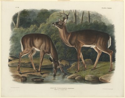 veado da Virgínia de John Woodhouse Audubon