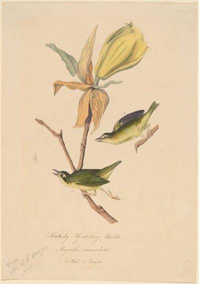 Toutinegra de captura de moscas de Kentucky de John Woodhouse Audubon