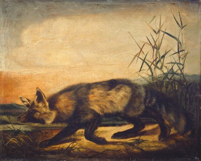 Raposa vermelha de cauda longa de John Woodhouse Audubon