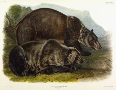 Urso pardo, 1848 de John Woodhouse Audubon