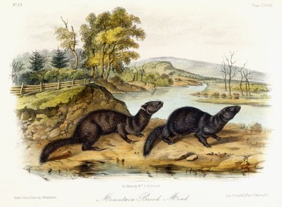 Mink do ribeiro da montanha, c.1849-1854 de John Woodhouse Audubon