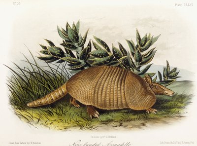 Tatu de nove faixas, 1849-1854 de John Woodhouse Audubon