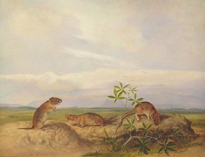 Mouse Meadow de Townsend, Meadow Vale e Pântano Rice Rat (ou Rice Meadow House) de John Woodhouse Audubon