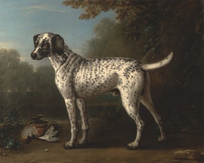 Um cão de caça com pintas cinzentas de John Wootton