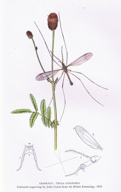 Crane Fly, Nature in Britain publicado por Collins, 1946 de John after Curtis