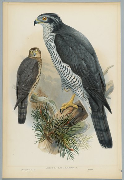 Astur Palumbarius - Goshawk, desenhado por J. Wolf, gravado por HC Richter de John after Gould