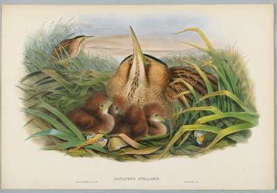 Botaurus Stellaris - água-mãe, gravada por HC Richter de John after Gould