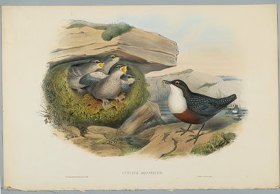 Cinclus Aquaticus - água Ousel ou Dipper, gravada por HC Richter de John after Gould