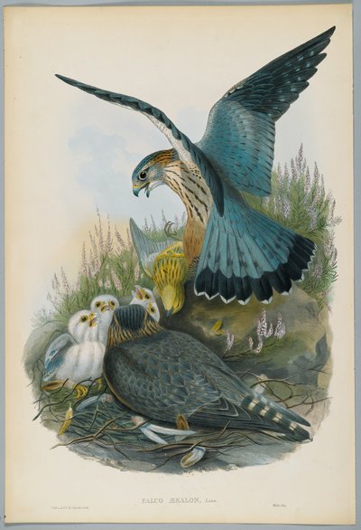Falco Aesalon - Merlin, desenhada por J. Wolf, gravada por HC Richter de John after Gould