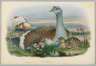 Otis Torda - Abetarda, desenhada por J. Wolf, gravada por HC Richter de John after Gould