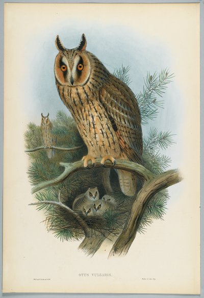 Otus Vulgaris - Coruja-de-orelha-longa, desenhada por J. Wolf, gravada por HC Richter de John after Gould