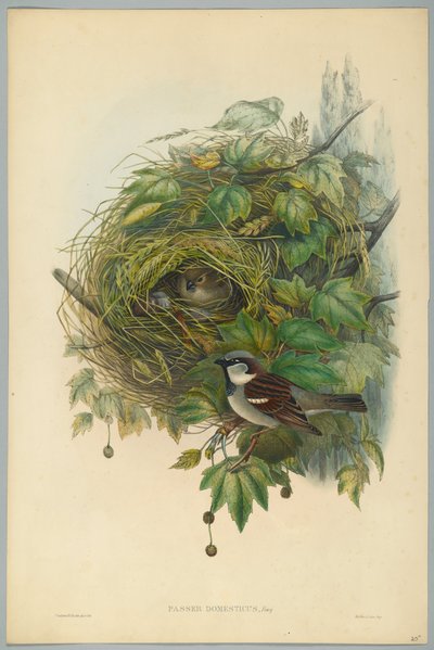 Passer Domesticus - pardal comum, gravado por HC Richter de John after Gould
