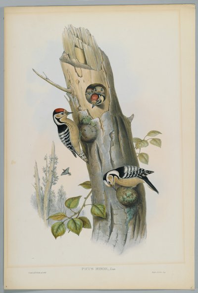 Picus Minor - Pica-pau-malhado, gravado por HC Richter de John after Gould