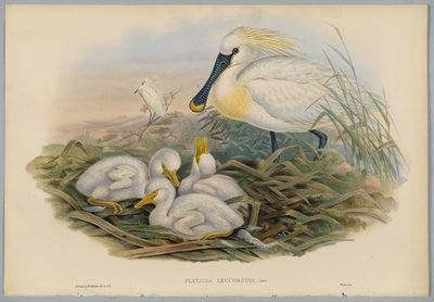 Platalea Leucorodia - Spoonbill e Young, gravado por HC Richter de John after Gould