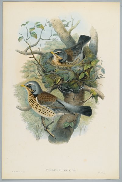 Turdus Pilarus - Juniper Thrush, gravado por HC Richter de John after Gould